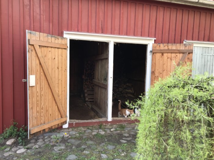 Röd träbyggnad med öppna dörrar till vedbod och förråd, vedtravar inuti, katt framför ingången.