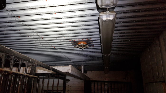 Taket i ett stall med kondens och dagens droppar synliga på plåtunderlaget, med en ventilationsrör i bakgrunden.