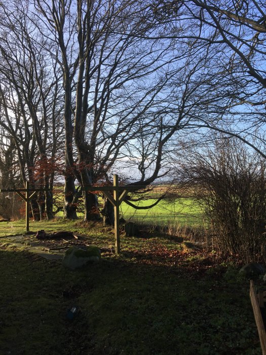 En trädgård under hösten med nakna träd i förgrunden och en glimt av blå himmel i bakgrunden.