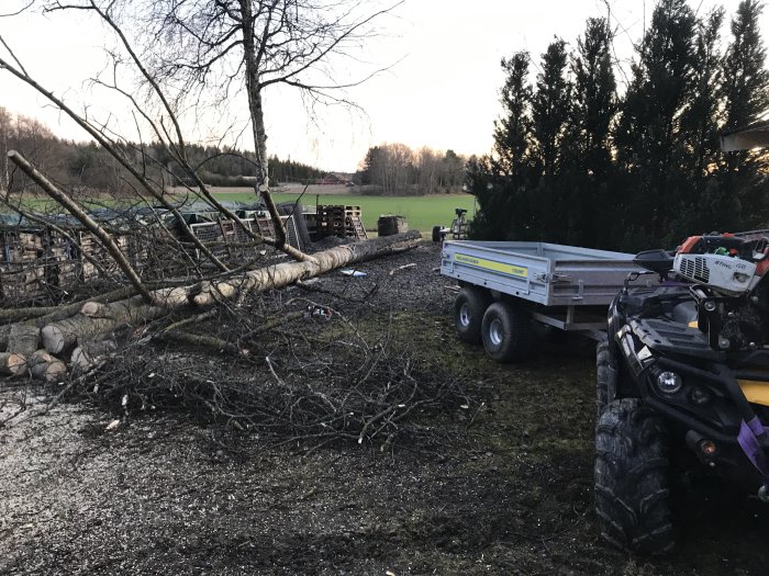 Nedtagen Asp och uppsågade grenar bredvid en ATV och släpvagn på en gård.