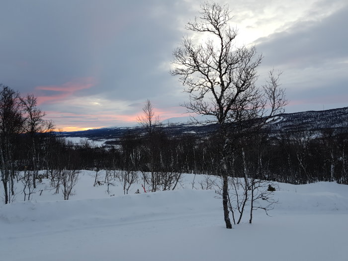 Vinterlandskap vid solnedgång med snötäckta marker och kala träd mot rosa himmel.