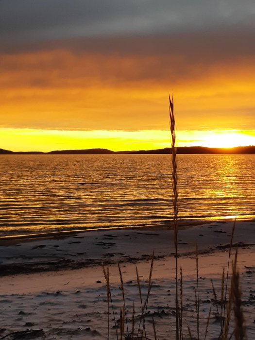 Strandvy vid solnedgång med levande färger och silhuett av grässtrån i förgrunden.