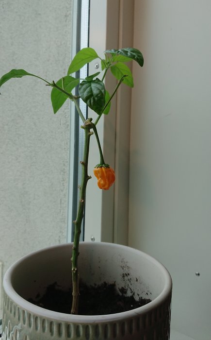 Chiliväxt med mogna och omogna frukter i kruka vid fönster som övervintrar inomhus.