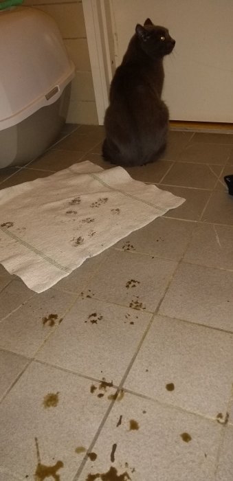 Katt sitter bredvid leriga tassavtryck på klinkergolv inomhus.