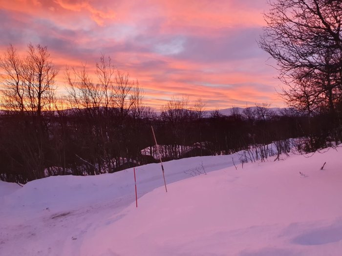 Vinterlandskap vid solnedgång med snötäckta marker och barträd mot en himmel i rosa och orange nyanser.