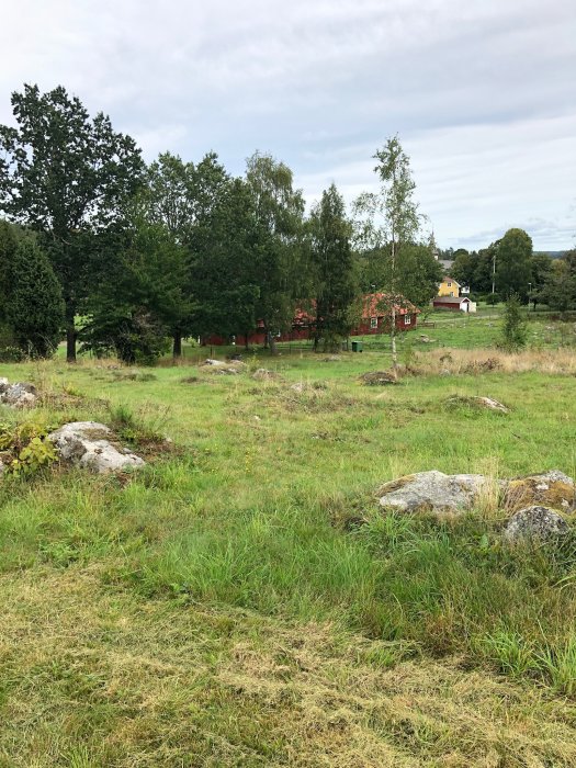 Ostyckad tomt med avslaget gräs och träd i bakgrunden, före markarbete, sommar 2019.