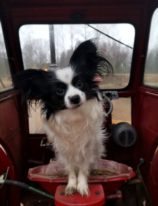 Svartvit hund med fluffiga öron sitter i förarsätet av en röd traktor.