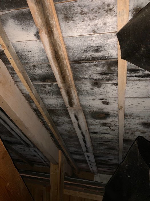 Mögelpåväxt på ett vindstak med trätakstolar synlig, indikerar bristfällig ventilation i hemmet.