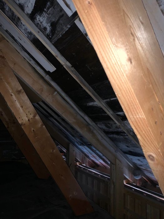 Mörk vind med tydlig mögelpåväxt på träkonstruktion och råspont, samt synliga takbalkar och isoleringsmaterial.