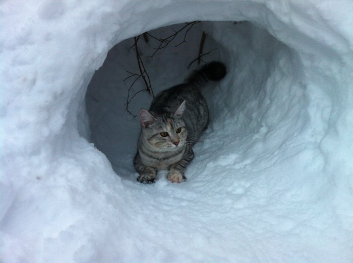 En gråtabby katt som sitter i en snöig ihålighet.