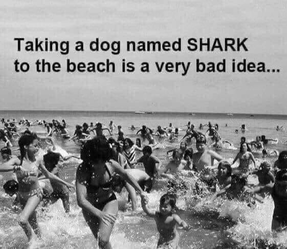 Svartvit bild av människor i panik i havet med texten "Taking a dog named SHARK to the beach is a very bad idea...