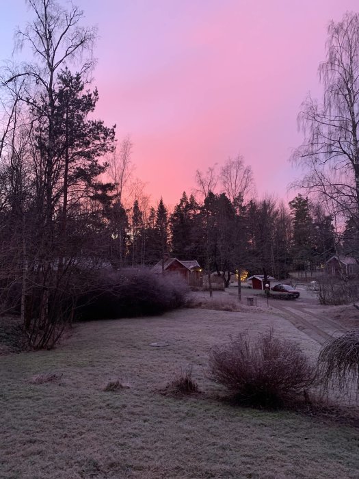 Soluppgång med rosa himmel över ett frosttäckt bostadsområde med träd och hus.