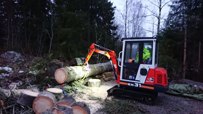 Minigrävare används för att lyfta grov avverkad trädstock i skymning.