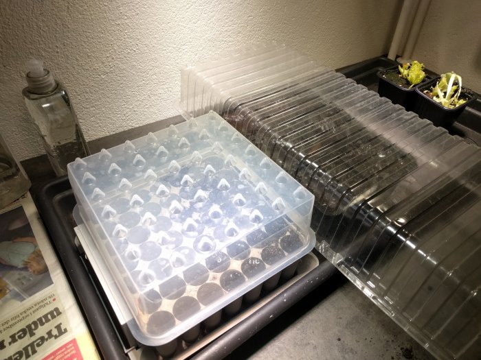 Plastkrukor och plantor av chili, paprika, sallad och basilika i ett städat grovkök.