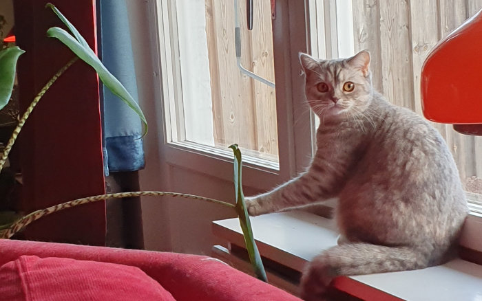 Grå katt sitter på en fönsterbräda och tassar på en grönpflansträng bredvid en röd stol.