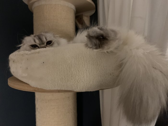 Katt ligger halvt dold på en kattmöbel och ser trött eller irriterad ut.