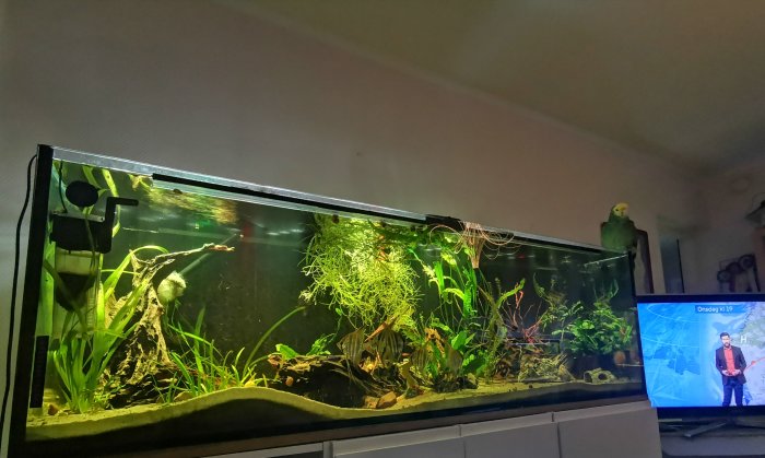 Akvarium med växter och fisk vid en Samsung 42-tums-TV med en undulat ovanpå.