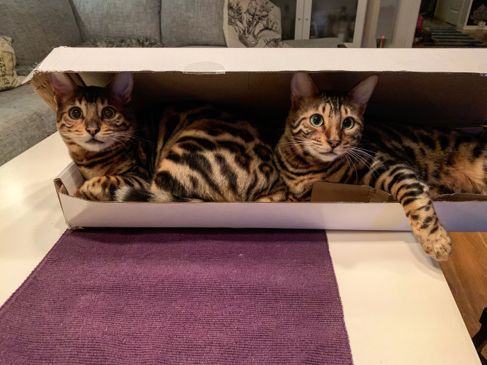 Två katter ligger i en öppen kartong med blicken riktad mot kameran.