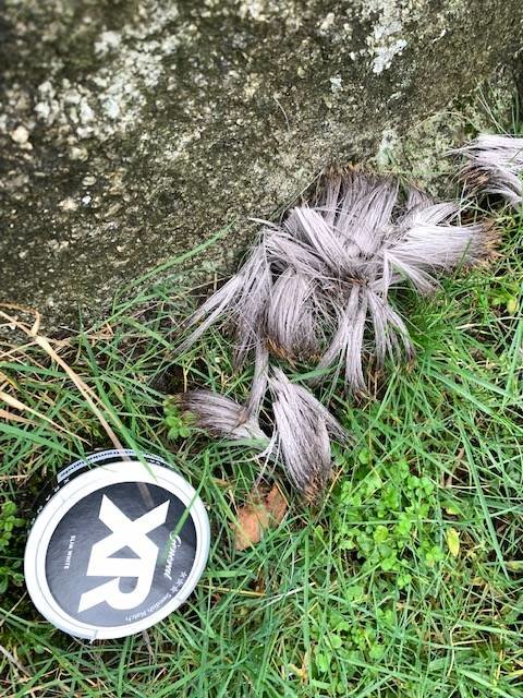 Hög med brunt/rödaktigt grovt djurpäls i gräs bredvid snusdosa för storleksjämförelse.