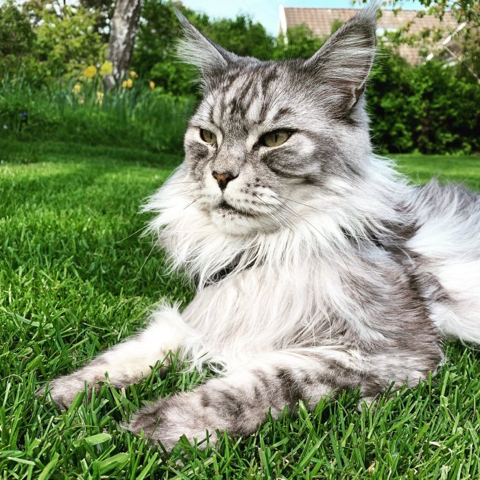 Fluffig grå katt som ligger avslappnat i grönt gräs.