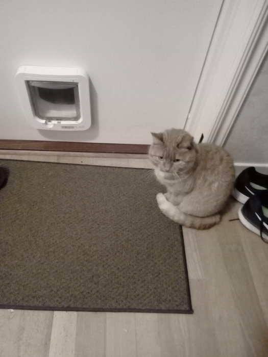 En katt sitter bredvid en stängd kattlucka i en vit vägg och väntar tålmodigt.