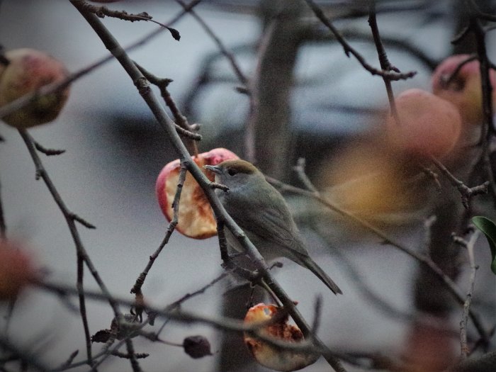 Svarthätta-dam sitter på en gren och äter av halvätna äpplen. Verkar hålla på med hög ISO-inställning.