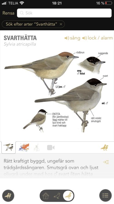 Illustration av olika utvecklingsstadier hos fågelarten svart hättan, inklusive ungfågel och adult hane.