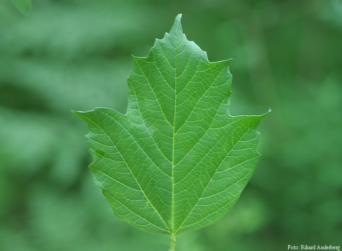 Närbild på ett handflikigt grönt blad från en Ribes aureum-buske mot suddig grön bakgrund.