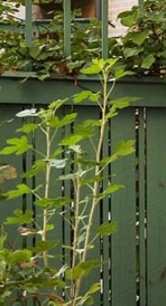 Ribes aureum-buske med handflikiga blad nära ett trästaket.