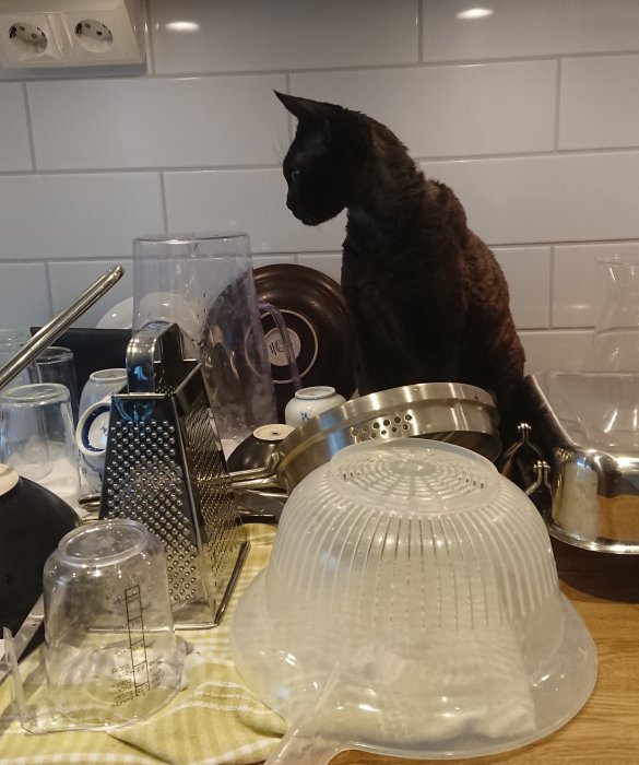 Svart katt sitter bland disk på ett köksbord och ser nyfiket på en vattenkran.