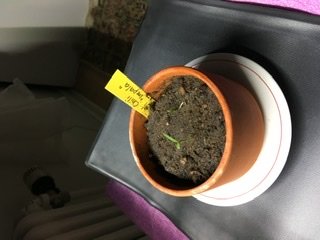 En liten grön chiliplanta som precis grott i en terrakottakruka med en gul etikett.