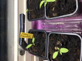 Unga chili- och tomatplantor som grott i krukor med en värmematta under.