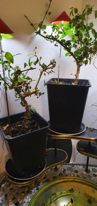 Två övervintrade chiliplantor med vissna blad i svarta krukor inomhus bredvid röda växtlampor.