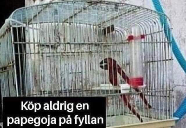 En papegoja i en bur med texten "Köp aldrig en papegoja på fyllan" undertill.