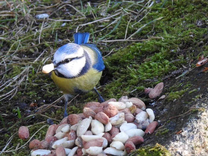 En blåmes med en nöt i näbbet bland en hög av nötter på en mossbeklädd mark.