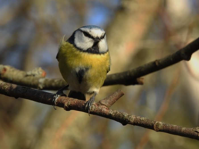 En blåmes sitter på en gren med en oskarp naturlig bakgrund.