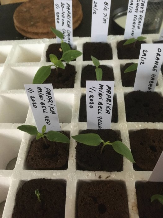 Ungplantor av chili och paprika i kuber av odlingsmedium med etiketter som visar sorter och såddatum.