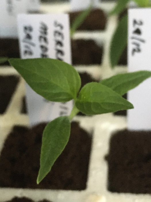 Ung chiliplanta med två ljusgröna blad i jordkruka, suddig bakgrund med etiketter.