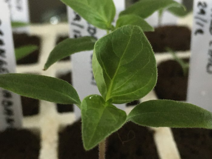 Unga chili- och minipaprikaplantor med synliga blad och planteringsmärken i jord.