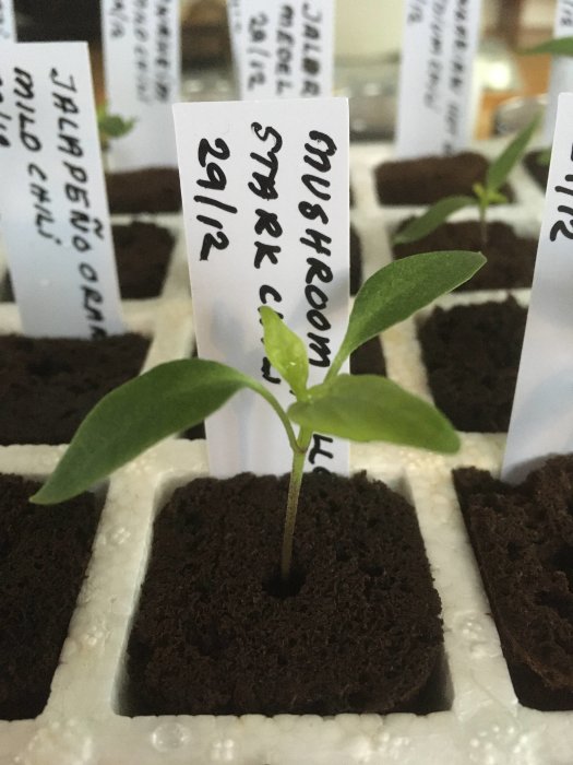 Ung chiliplanta i jordkub med etikett "MUSHROOM 29/12", bland andra etiketterade skott i odlingsbricka.