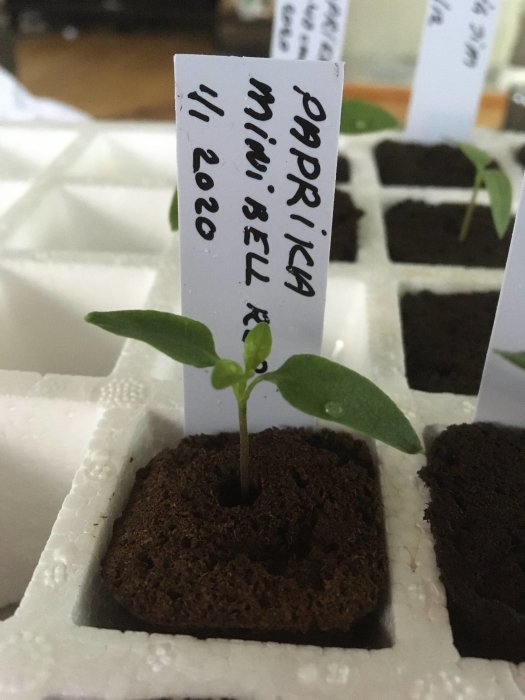 Ung minipaprikaplanta som växer i en jordkaka, med etikett märkt 'PAPRIKA MINI BELL 1/1 2020'.