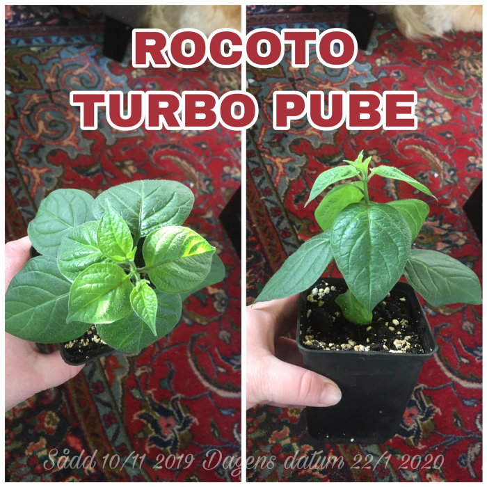 Två bilder av växande Rocoto-chilipepparplantor i krukor med tidsstämplar för söddatum och fotodatum.