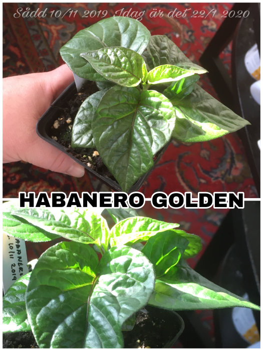 Habanero-Golden planta i kruka med glänsande gröna blad, odlingsdatum angivet, mot bakgrund av orientalisk matta.