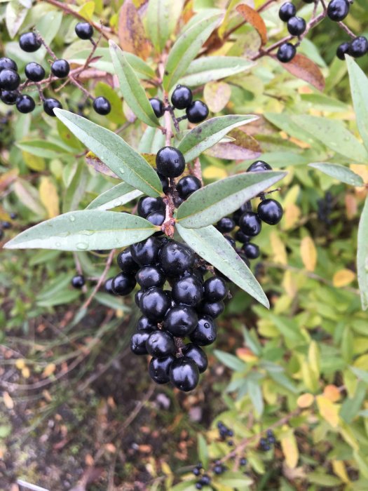 Buske med mörka blåsvarta bär och gröna smala blad, fukt på bladen.