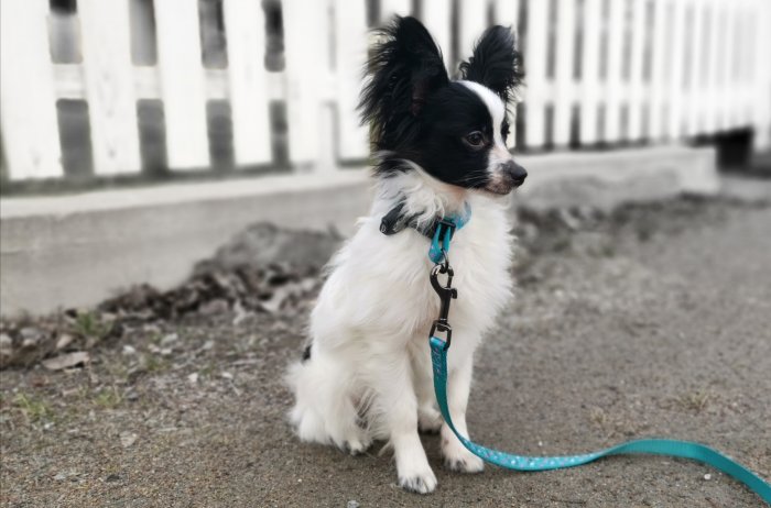 Svartvit hund med koppel sitter och tittar bort, med suddig bakgrund av ett staket.