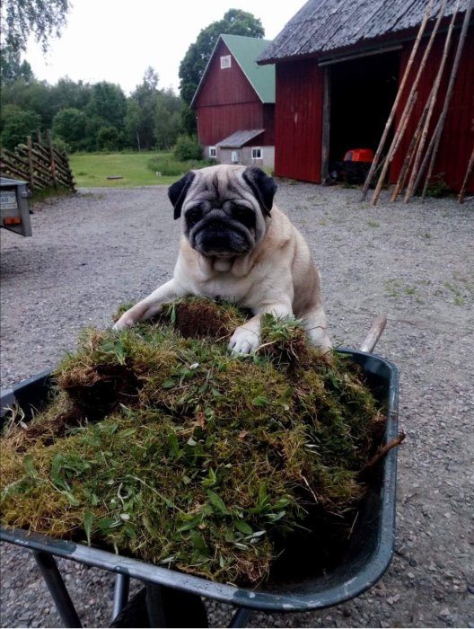 En mops sitter i en skottkärra full med mossa framför en röd lada.