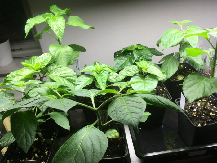 Gröna plantor som växer i krukor under en växtlampa med en börjande blomma synlig till höger.