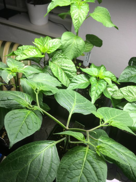 Ljusgrön planta med stora blad och en möjlig knopp till höger under konstgjort ljus.