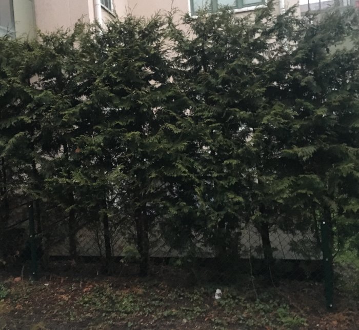 Rader av gröna buskar framför ett staket nära en byggnad, eventuellt intressant för trädgårdsdesign.