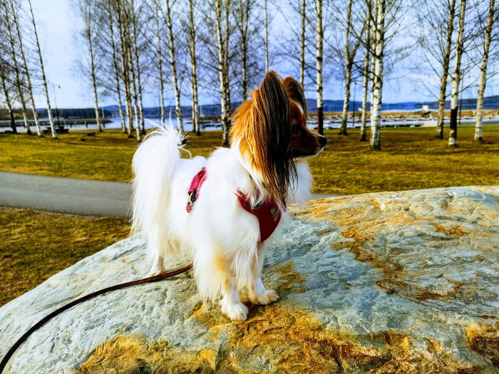 Papillonhund i sele står på en sten med park och sjö i bakgrunden under en promenad.